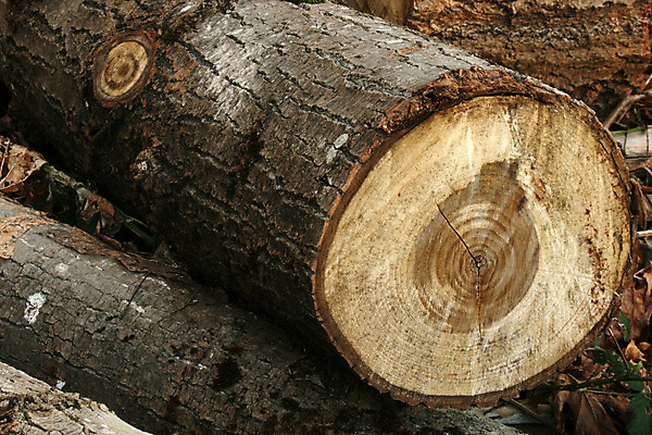 포토 JPG 해외이미지 나무 캐나다 자연 불 실내 사람없음 목재 초록색 나뭇가지 반지 황무지 숲 장작 자르기 통나무 나무껍질 상록수 깊이 벤쿠버 수목 개조 해외202004 해외포토 자연요소 식물 컬러 북아메리카 재료 장신구 모션 내부 껍질 생태계 파일형식 이미지허브