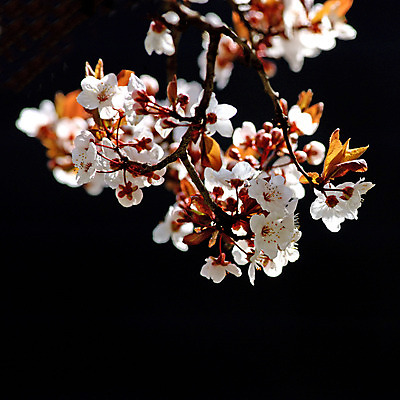 포토 JPG 해외이미지 나무 식물 계절 공원 꽃 결혼 백그라운드 잎 자연 청년 사람없음 야외 파란색 빛 청춘 정원 맑음 검은색 스파 봄 벚꽃 흰색 나뭇가지 신선 개화 체리 허브 묘사 원예 부드러움 내추럴 고립 생태학 해외202004 해외포토 공공시설 교육 컬러 컨셉 과일 날씨 이벤트 성인 취미 감각 생태계 파일형식 이미지허브