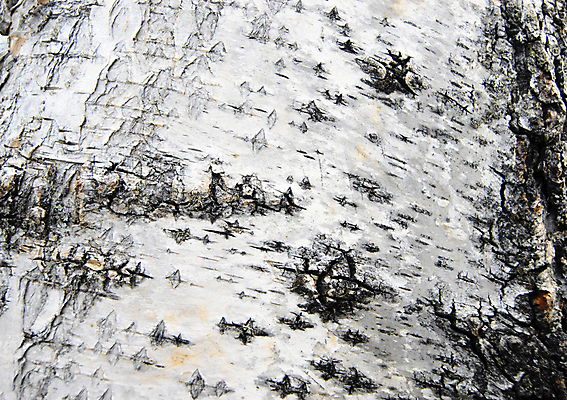 포토 JPG 해외이미지 나무 식물 백그라운드 자연 사람없음 균열 질감 자작나무 해외202004 해외포토 모션 생태계 파일형식 이미지허브