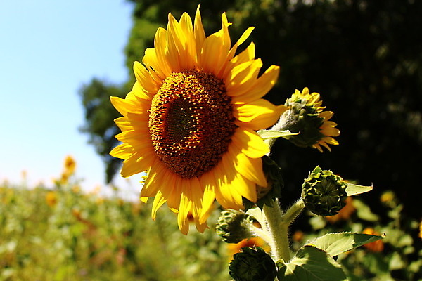 포토 JPG 해외이미지 식물 꽃 행복 백그라운드 꽃무늬 밭 농업 자연 하늘 휴가 휴식 해바라기 사람없음 파란색 태양 노란색 정원 맑음 화목 벚꽃 인사 개화 명상 내추럴 무료 화창 해외202004 해외포토 자연요소 감정 산업 컬러 컨셉 무늬 날씨 예절 생태계 파일형식 이미지허브