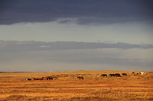 포토 JPG 해외이미지 동물 공원 남자 야생동물 모래 여행 밭 포유류 모션 자연 하늘 풍경 사람없음 달리기 갈색 환경 검은색 미국 힘 일몰 자유 군중 속도 먼지 갈기 칠레 남쪽 아르헨티나 무료 전국 해외202004 해외포토 공공시설 컬러 컨셉 북아메리카 농업 사람 노을 남아메리카 방향 생태계 파일형식 이미지허브