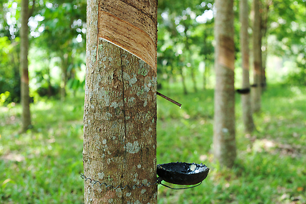 포토 JPG 해외이미지 나무 식물 아시아 태국 표면 나선형 사람없음 목재 초록색 농장 흐름 나뭇가지 신선 액체 막대기 떨어짐 냄비 숲 땅 자르기 순수 날것 합성 타이어 고무 잡동사니 내추럴 떠남 라텍스 삼림지대 어려움 잇몸 공급 해외202004 해외포토 나라 컬러 컨셉 무늬 농업 신체 재료 모션 솥 파일형식 이미지허브