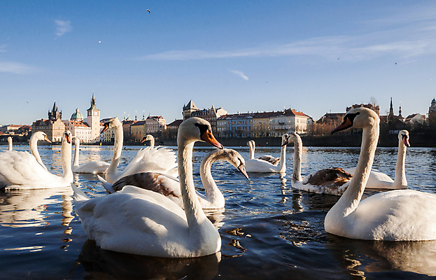 포토 JPG 해외이미지 유럽 문화 여행 겨울 건축양식 조류 하늘 아침 사람없음 건물 물 빛 강 태양 일출 봄 가을 도시 백조 전차 체코 프라하 해외202004 해외포토 주간 자연요소 동물 건축물 계절 건축 나라 육상교통 대중교통 노을 파일형식 이미지허브