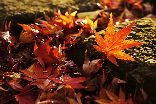 포토 JPG 해외이미지 나무 식물 계절 공원 백그라운드 단풍 잎 오렌지 자연 건조 사람없음 야외 빨간색 빛 환경 일본 가을 9월 묘사 질감 10월 해외202004 해외포토 공공시설 아시아 컬러 과일 날짜 생태계 파일형식 이미지허브
