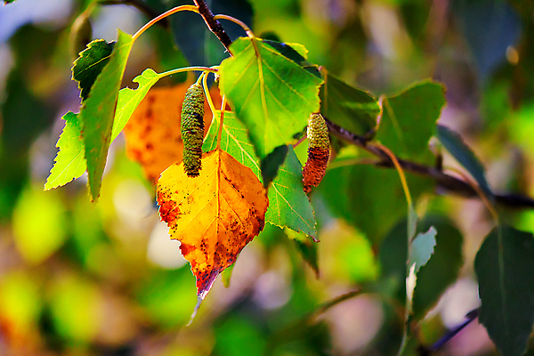 포토 JPG 해외이미지 나무 식물 계절 공원 백그라운드 잎 오렌지 자연 풍경 사람없음 야외 빨간색 초록색 빛 갈색 노란색 가을 나뭇가지 심볼 시트 자작나무 10월 옛날 해외202004 해외포토 공공시설 컬러 과일 날짜 생태계 파일형식 이미지허브