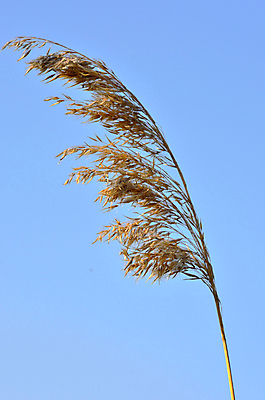 포토 JPG 해외이미지 식물 실루엣 줄기 자연 하늘 갈대 풍경 사람없음 야외 초록색 물 여름 파란색 강 맑음 봄 성장 가을 시골 황금 습지 싱글 내추럴 변소 해외202004 해외포토 자연요소 계절 컬러 날씨 촬영기법 생태계 파일형식 이미지허브