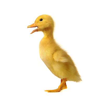 포토 JPG 해외이미지 동물 1 어린이 백그라운드 농업 가족 조류 휴가 부활절 새로움 오리 함께함 병아리 사랑 사람없음 반려동물 갈색 노란색 계란 수영 치킨 놀람 봄 꿈 흰색 시골 아기 신생아 뜨거움 달콤 보호 작음 깃털 만족 부리 부드러움 거위 고립 돌봄 밭일 흥미 해외202004 해외포토 계절 기념일 감정 산업 컬러 컨셉 관계 모션 표정 사람 알 수상스포츠 감각 맛 크기 닭고기요리 파일형식 이미지허브