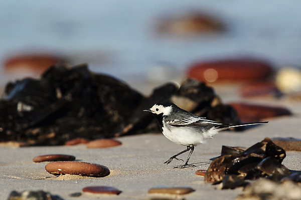 포토 JPG 해외이미지 동물 유럽 야생동물 바다 자연 조류 독일 사람없음 물 검은색 흰색 작음 해외202004 해외포토 자연요소 나라 컬러 크기 생태계 파일형식 이미지허브