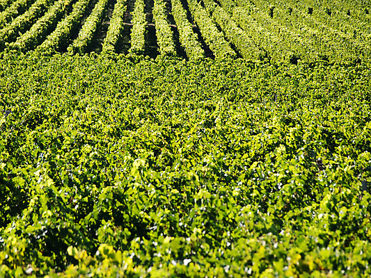 포토 JPG 해외이미지 식물 음식 잎 농업 과일 자연 포도 건강 사람없음 야외 초록색 농작물 농장 환경 와인 프랑스 수확 성장 시골 신선 포도밭 발효 포도나무 질서 양조 줄서기 세련 해외202004 해외포토 유럽 산업 컬러 밭 모션 주류 예절 과일나무 생태계 파일형식 이미지허브