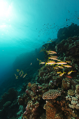포토 JPG 해외이미지 식물 동물 모래 바다 백그라운드 자연 표면 어류 풍경 사람없음 물 파란색 컬러풀 햇빛 태양 바닷속 수중 광선 산호 아래 다이빙 장면 암초 깊이 소금물 이국적 침몰 파라다이스 해외202004 해외포토 자연요소 컬러 수영 수중동물 자포동물 방향 생태계 위치 수중스포츠 파일형식 이미지허브