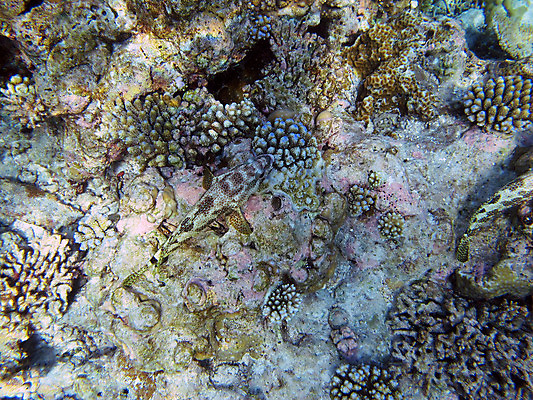 포토 JPG 해외이미지 바다 자연 어류 사람없음 물 수중 4 산호 암초 안장 몰디브 해외202004 해외포토 자연요소 아시아 숫자 수중동물 자포동물 생태계 파일형식 이미지허브