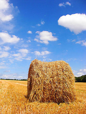 포토 JPG 해외이미지 주간 농업 하늘 풍경 사람없음 야외 농경지 짚더미 해외202004 해외포토 자연요소 산업 농장 볏짚 파일형식 더미 이미지허브