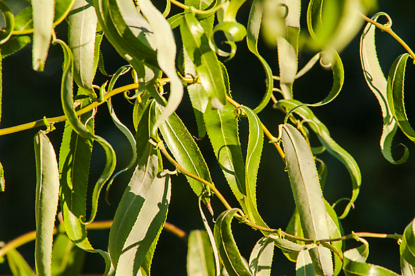 포토 JPG 해외이미지 모양 나무 식물 계절 공원 백그라운드 단풍 잎 패턴 오렌지 자연 벽지 추상 건조 사람없음 초록색 컬러풀 갈색 노란색 정원 보라색 활발 덮개 가을 변화 황금 숲 9월 11월 땅 질감 정사각형 심플 10월 내추럴 단절 땅바닥 엘리먼트 해외202004 해외포토 도형 공공시설 컬러 컨셉 무늬 과일 바닥 뚜껑 날짜 생태계 파일형식 이미지허브