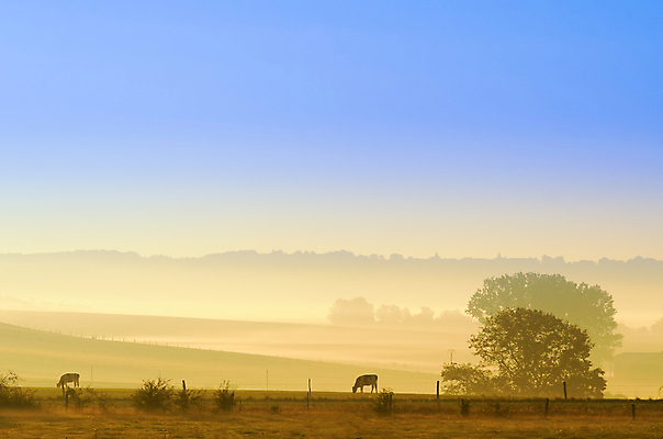 포토 JPG 해외이미지 나무 밭 자연 하늘 아침 풍경 사람없음 파란색 빛 농장 일출 새벽 안개 시골 소 속도 뿌연 해외202004 해외포토 주간 자연요소 식물 컬러 농업 포유류 날씨 노을 생태계 파일형식 이미지허브