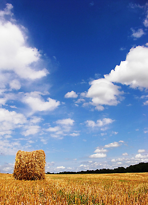 포토 JPG 해외이미지 주간 농업 하늘 풍경 사람없음 야외 농경지 짚더미 해외202004 해외포토 자연요소 산업 농장 볏짚 파일형식 더미 이미지허브