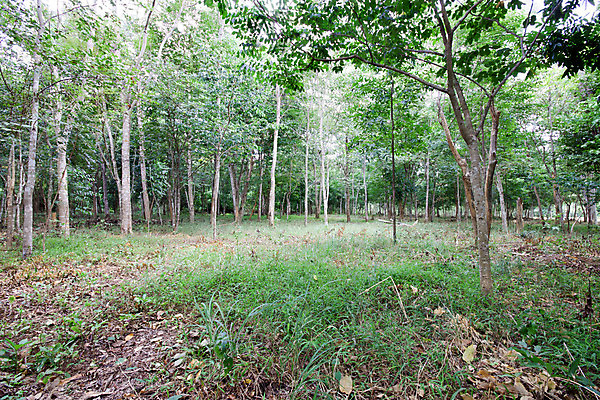 포토 JPG 해외이미지 나무 계절 단풍 잎 태국 자연 국립공원 풍경 사람없음 야외 초록색 여름 환경 봄 활발 탐험 농촌 황무지 숲 그늘 땅 자연백그라운드 먼지 지역 멀리 삼림지대 양치류 해외202004 해외포토 식물 공원 아시아 컬러 백그라운드 컨셉 시골 생태계 파일형식 이미지허브