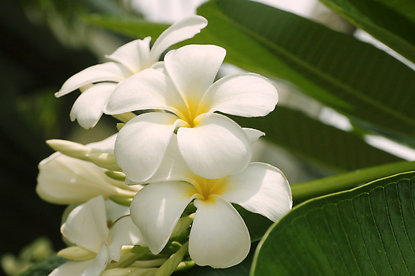 포토 JPG 해외이미지 식물 디자인 꽃 백그라운드 잎 사람없음 그래픽 초록색 노란색 스파 봄 벚꽃 흰색 내추럴 엘리먼트 현실 해외202004 해외포토 계절 컬러 파일형식 이미지허브