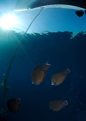 포토 JPG 해외이미지 사람없음 햇빛 태양 수중 자유 활 해외202004 해외포토 자연요소 컨셉 파일형식 이미지허브