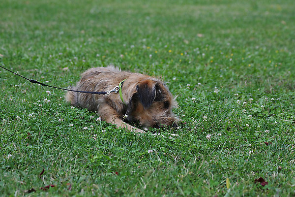 포토 JPG 해외이미지 동물 공원 밭 자연 사람없음 반려동물 개 기르기 세르비아 지능 해외202004 해외포토 공공시설 농업 포유류 생태계 돌봄 파일형식 이미지허브
