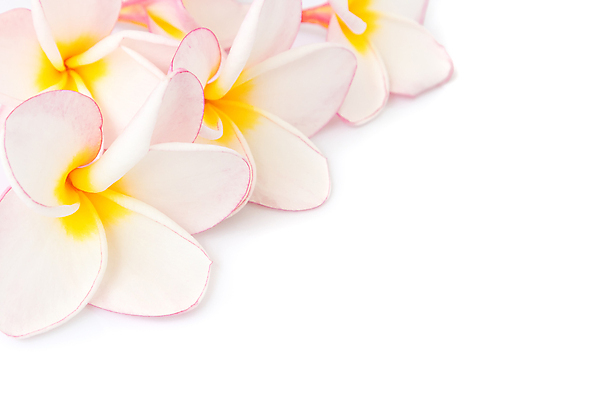 포토 JPG 해외이미지 식물 디자인 꽃잎 꽃 분홍색 백그라운드 꽃무늬 자연 휴식 사람없음 빨간색 노란색 정원 스파 여러개 벚꽃 흰색 개화 묘사 하와이 향기 초대 환영 고립 엘리먼트 이국적 하와이인 해외202004 해외포토 외국인 컬러 다수 컨셉 무늬 미국 생태계 냄새 파일형식 이미지허브