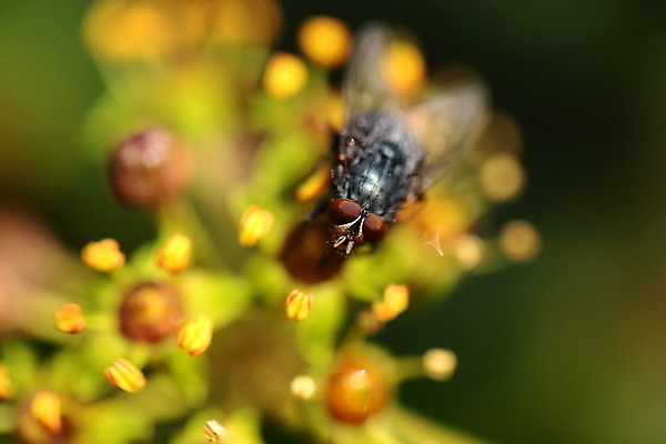 포토 JPG 해외이미지 동물 꽃 곤충 백그라운드 컨셉 잎 날개 자연 사람없음 야외 빨간색 초록색 여름 컬러풀 세계 노란색 정원 검은색 봄 젖음 흰색 닫기 해충 벌레 작음 큼 묘사 내추럴 고립 넘어짐 못생김 해외202004 해외포토 식물 계절 컬러 모션 크기 생태계 파일형식 이미지허브