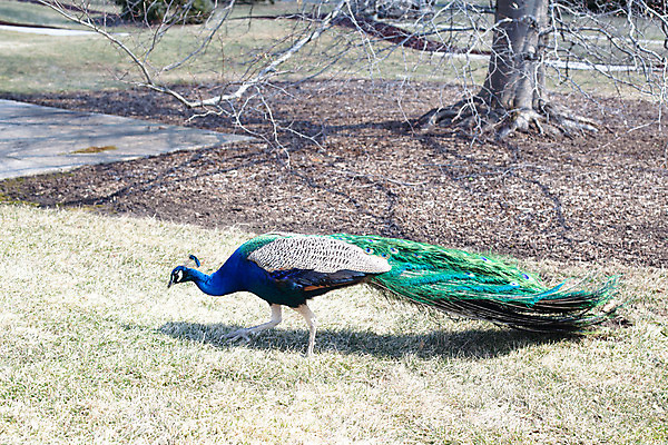 포토 JPG 해외이미지 식물 동물 1 공원 남자 얼굴 자연 조류 사람없음 야외 가로 초록색 파란색 봄 산책 흰색 공작 꼬리 동물상 땅바닥 벌거벗은 해외202004 해외포토 계절 공공시설 컬러 휴식 바닥 사람 신체부위 조형물 생태계 파일형식 이미지허브