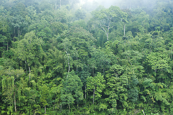 포토 JPG 해외이미지 나무 식물 계절 공원 야생동물 백그라운드 잎 태국 자연 산 풍경 사람없음 야외 초록색 여름 햇빛 평화 환경 봄 탐험 성장 시골 황무지 보호 정상 숲 신비 언덕 질감 장면 신화 내추럴 환상 해외202004 해외포토 동물 공공시설 아시아 컬러 컨셉 태양 생태계 파일형식 이미지허브