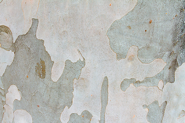 포토 JPG 해외이미지 나무 종이 백그라운드 날씨 추상 사람없음 목재 페인트 회색 흰색 질감 나무껍질 자작나무 해외202004 해외포토 식물 컬러 무늬 재료 껍질 파일형식 이미지허브