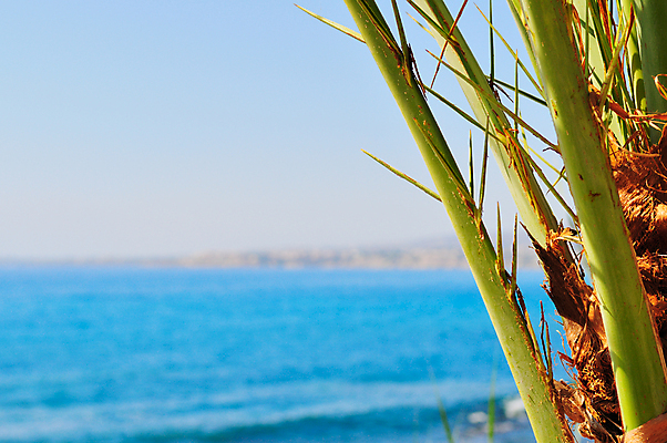 포토 JPG 해외이미지 나무 바다 여행 백그라운드 잎 자연 하늘 휴가 휴식 열대 손바닥 사람없음 파란색 맑음 날짜 크루즈 휴양지 파라다이스 해외202004 해외포토 식물 손 컬러 컨셉 배_교통 날씨 장소 생태계 파일형식 이미지허브