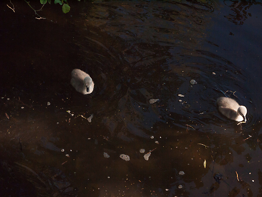 포토 JPG 해외이미지 동물 유럽 호수 날개 자연 조류 사랑 풍경 사람없음 야외 물 빛 강 반사 평화 수영 침묵 놀람 흰색 연못 시간 우아함 닫기 아래 순수 깃털 부리 각도 백조 목 물새 내추럴 단아함 벙어리 해외202004 해외포토 자연요소 감정 나라 컬러 컨셉 모션 표정 신체부위 소리 수상스포츠 방향 생태계 위치 파일형식 이미지허브