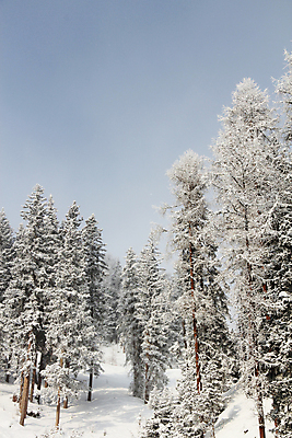 포토 JPG 해외이미지 나무 구름 계절 공원 여행 백그라운드 크리스마스 겨울 자연 하늘 아침 동화 날씨 휴가 산 풍경 사람없음 야외 목재 햇빛 일출 환경 냉동 얼음 추위 덮개 흰색 오스트리아 숲 서리 알프스 전나무 내추럴 산악지대 폭설 눈내림 해외202004 해외포토 주간 자연요소 식물 공공시설 기념일 유럽 컬러 재료 눈_날씨 태양 노을 뚜껑 자연재해 생태계 파일형식 이미지허브