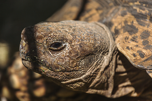 포토 JPG 해외이미지 동물 야생동물 파충류 자연 사람없음 갈색 껍질 거북이 멸종 선사시대 갑옷 어려움 해외202004 해외포토 컬러 역사 보호장비 생태계 파일형식 이미지허브