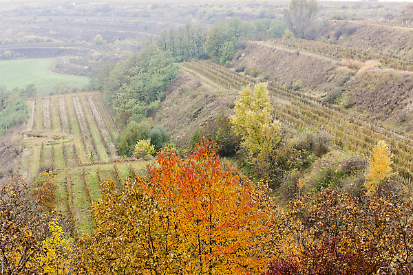 포토 JPG 해외이미지 식물 외관 유럽 단풍 농업 자연 풍경 사람없음 야외 와인 가을 시골 포도밭 포도나무 체코 동유럽 내추럴 밭일 모라비아 해외202004 해외포토 계절 나라 산업 잎 밭 주류 과일나무 생태계 파일형식 이미지허브