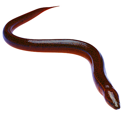 포토 JPG 해외이미지 동물 실루엣 호수 야생동물 음식 바다 자연 낚시 어류 사람없음 물 반려동물 강 수중 수영 초밥 신선 장어 해산물 오브젝트 탱크 암초 수족관 동물상 민물 소금물 이국적 지그재그 테마 해외202004 해외포토 자연요소 레저 촬영기법 조형물 수중동물 수상스포츠 생태계 일본음식 파일형식 이미지허브