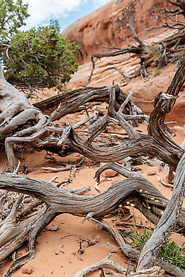 포토 JPG 해외이미지 나무 공원 여행 북아메리카 자국 자연 건조 풍경 사람없음 야외 빨간색 환경 미국 사막 바위 나뭇가지 땅 부식 아치 암초 방문 사암 내추럴 서쪽 전국 지질 해외202004 해외포토 식물 공공시설 컬러 아메리카 돌_바위 방향 생태계 파일형식 이미지허브