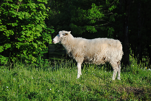 포토 JPG 해외이미지 동물 농업 풍경 사람없음 가축 시골 양 군중 방목 언덕 멀리 양고기 양모 찰과상 해외202004 해외포토 산업 포유류 육류 사람 직물 축산업 상처 파일형식 이미지허브
