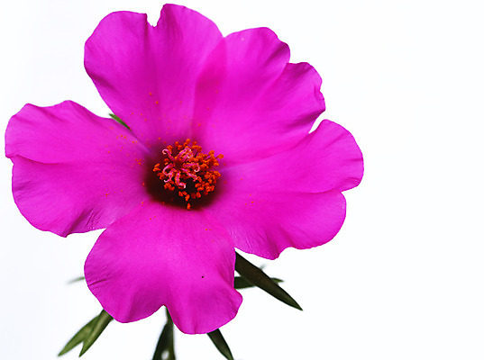 포토 JPG 해외이미지 식물 계절 꽃 분홍색 꽃다발 백그라운드 잎 자연 결혼식 발렌타인데이 선물 사랑 이벤트 사람없음 장식 빨간색 초록색 장미 상점 봄 가을 흰색 생일 고급 다발 거베라 장례 고립 제안 해외202004 해외포토 기념일 감정 컬러 결혼 컨셉 데이이벤트 생태계 파일형식 이미지허브