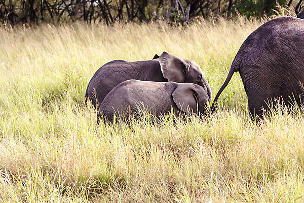포토 JPG 해외이미지 주간 나무 동물 1 여자 야생동물 선 포유류 가족 아프리카 자연 코끼리 사람없음 야외 가로 걷기 아기 그룹 소 군중 큼 사파리 리더 케냐 내추럴 동물상 보츠와나 사바나 초식 해외202004 해외포토 자연요소 식물 나라 관계 모션 사람 조형물 크기 생태계 파일형식 이미지허브