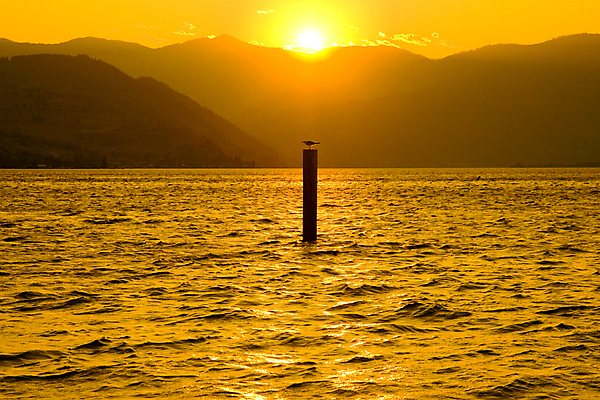 포토 JPG 해외이미지 공원 호수 자연 조류 하늘 아침 풍경 사람없음 야외 물 여름 반사 평화 일출 침묵 황혼 일몰 새벽 야간 저녁 워싱턴 해외202004 해외포토 주간 자연요소 동물 계절 공공시설 컨셉 노을 미국 소리 생태계 파일형식 이미지허브