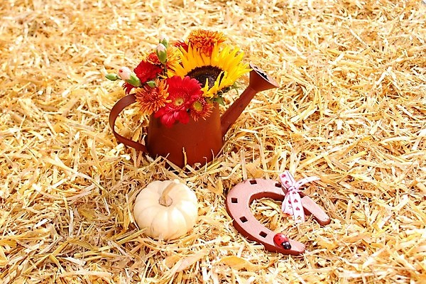 포토 JPG 해외이미지 꽃 행복 호박 해바라기 사람없음 장식 태양 맑음 기쁨 물뿌리개 가을 시골 인사 생일 행운 9월 부식 엽서 무당벌레 추수감사절 밀짚 10월 마스코트 부적 화창 해외202004 해외포토 자연요소 식물 계절 기념일 감정 기독교 곤충 컨셉 채소 날씨 예절 날짜 짚 편지 파일형식 이미지허브