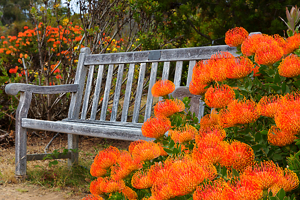 포토 JPG 해외이미지 공원 꽃 가구 잎 벤치 의자 오렌지 자연 휴식 사람없음 야외 목재 컬러풀 정원 개화 남아프리카 해외202004 해외포토 나무 식물 공공시설 컬러 생활용품 컨셉 과일 재료 아프리카 생태계 파일형식 이미지허브