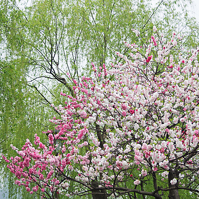 포토 JPG 해외이미지 나무 식물 꽃 호수 분홍색 꽃무늬 밭 자연 풍경 사람없음 야외 장식 초록색 컬러풀 햇빛 정원 중국 봄 안개 벚꽃 나뭇가지 개화 과수원 원예 복숭아 먼지 살구 해외202004 해외포토 계절 아시아 컬러 무늬 농업 과일 날씨 취미 태양 생태계 파일형식 이미지허브