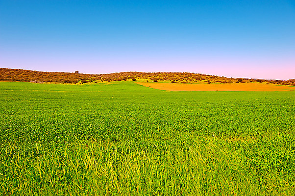 포토 JPG 해외이미지 나무 식물 계절 꽃잎 유럽 지구 잎 밭 농업 자연 하늘 산 씨앗 풍경 잔디 사람없음 야외 초록색 여름 파란색 농장 농경지 일출 계곡 일몰 흙 봄 수확 성장 시골 신선 숲 그늘 땅 뿌리기 언덕 먼지 내추럴 땅바닥 밭일 이스라엘 팔레스타인 세련 해외202004 해외포토 꽃 나라 산업 컬러 중동 모션 바닥 노을 생태계 서아시아 파일형식 이미지허브