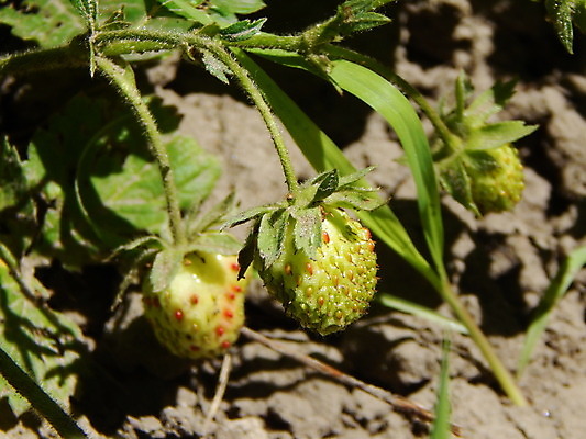 포토 JPG 해외이미지 열매 음식 백그라운드 다이어트 자연 건강 사람없음 빨간색 파란색 수확 신선 달콤 맛 사과 유기농 내추럴 숙성 채식주의자 해외202004 해외포토 식물 웰빙 컬러 컨셉 농업 과일 생태계 채식 파일형식 이미지허브