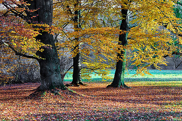 포토 JPG 해외이미지 나무 계절 공원 길 여행 백그라운드 잎 자연 아침 그림자 풍경 사람없음 목재 초록색 여름 빛 햇빛 태양 평화 일출 환경 맑음 일몰 봄 새벽 하이킹 안개 광선 가을 나뭇가지 시골 황무지 숲 장면 공상 내추럴 해외202004 해외포토 주간 자연요소 식물 공공시설 컬러 컨셉 재료 레저 날씨 노을 생태계 파일형식 이미지허브