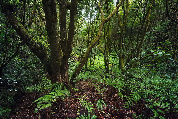 포토 JPG 해외이미지 나무 식물 계절 공원 길 섬 여행 백그라운드 잎 자국 자연 휴가 산 이끼 풍경 사람없음 야외 목재 초록색 여름 빛 햇빛 환경 하이킹 안개 나뭇가지 시골 행운 스페인 숲 열대우림 마법 내추럴 생태학 월계수 해외202004 해외포토 공공시설 교육 유럽 컬러 컨셉 재료 레저 날씨 태양 생태계 파일형식 이미지허브