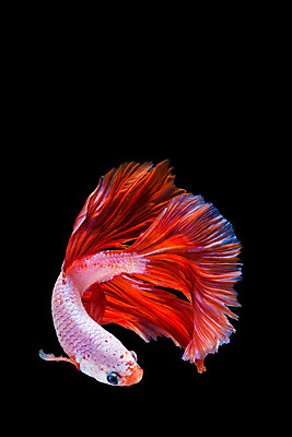 포토 JPG 해외이미지 동물 드레스 포즈 백그라운드 이동 모션 자연 추상 어류 미술 사람없음 물 파란색 반려동물 컬러풀 우주 검은색 수영 희망 힘 흰색 고급 우아함 눈금 생물학 꼬리 싸움 지느러미 수족관 강렬 고립 공격적 이국적 해외202004 해외포토 자연요소 옷 교육 감정 컬러 컨셉 무늬 문화예술 수중동물 수상스포츠 생태계 파일형식 이미지허브