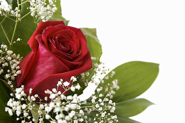 포토 JPG 해외이미지 식물 꽃잎 꽃 꽃다발 결혼 백그라운드 잎 꽃무늬 자연 발렌타인데이 선물 사랑 사람없음 빨간색 장미 흰색 인사 생일 우아함 다발 향기 엽서 고립 해외202004 해외포토 기념일 감정 컬러 컨셉 무늬 데이이벤트 이벤트 예절 편지 생태계 냄새 파일형식 이미지허브