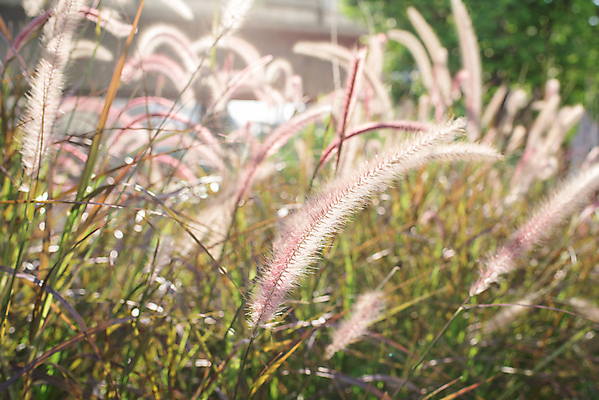 포토 JPG 해외이미지 식물 계절 꽃 백그라운드 밭 자연 풍경 사람없음 야외 초록색 여름 빛 햇빛 태양 노란색 일출 맑음 일몰 수확 밀 내추럴 해외202004 해외포토 자연요소 컬러 농업 날씨 곡류 노을 생태계 파일형식 이미지허브
