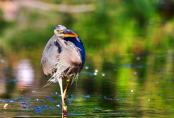 포토 JPG 해외이미지 동물 공원 야생동물 날개 자연 조류 사람없음 야외 강 컬러풀 걷기 젖음 연못 습지 모피 왜가리 깃털 부리 목 해외202004 해외포토 공공시설 컬러 모션 신체부위 생태계 파일형식 이미지허브